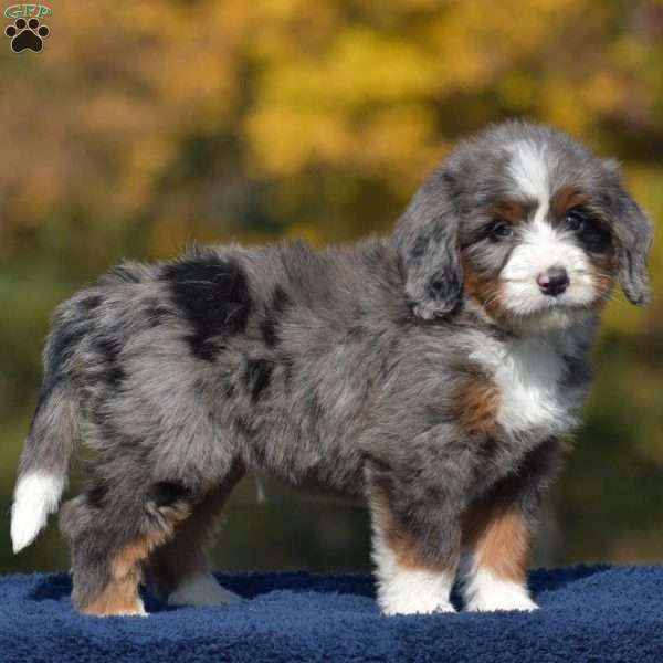 Arnold, Mini Bernedoodle Puppy