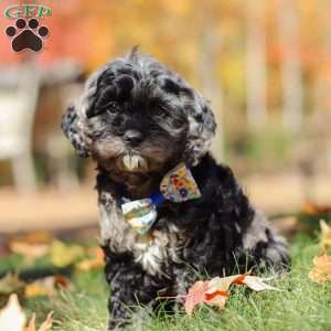 Arthur, Cockapoo Puppy