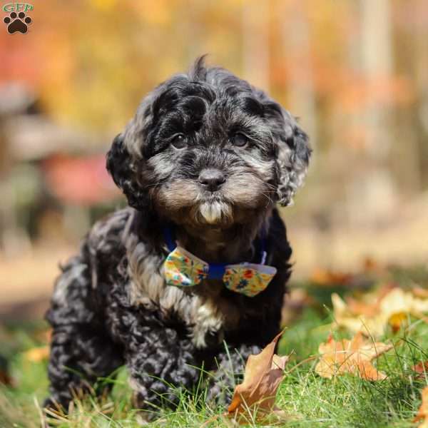 Arthur, Cockapoo Puppy