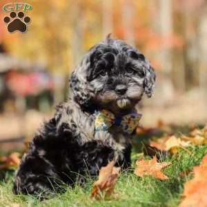 Arthur, Cockapoo Puppy