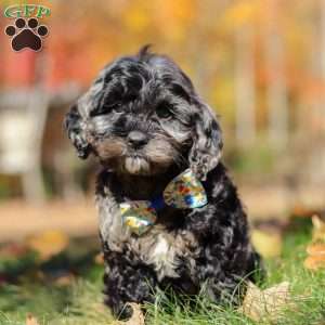 Arthur, Cockapoo Puppy