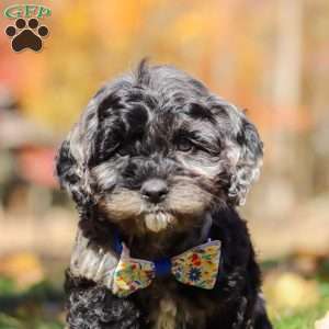 Arthur, Cockapoo Puppy