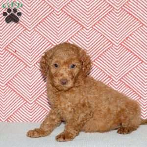 Arthur, Mini Goldendoodle Puppy