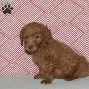 Arthur, Mini Goldendoodle Puppy