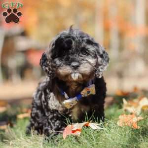 Arthur, Cockapoo Puppy