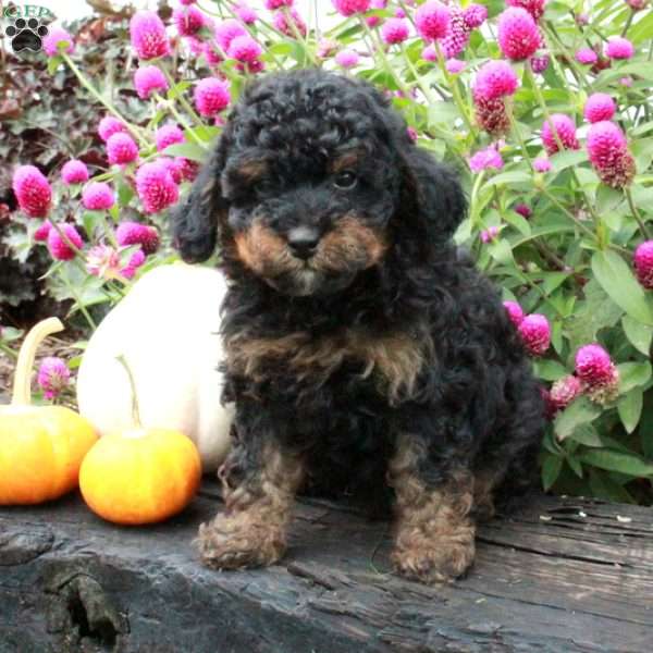 Arya, Miniature Poodle Puppy