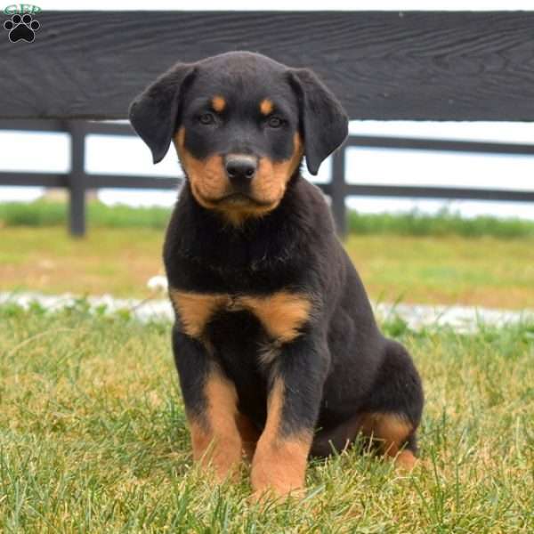 Asher, Rottweiler Puppy