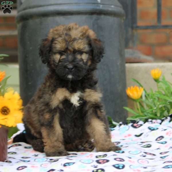 Asher, Bernedoodle Puppy