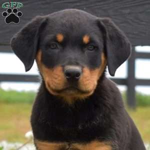 Asher, Rottweiler Puppy