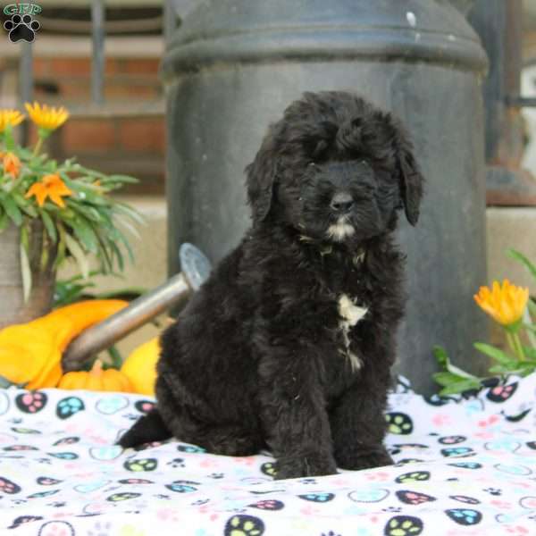 Ashley, Bernedoodle Puppy