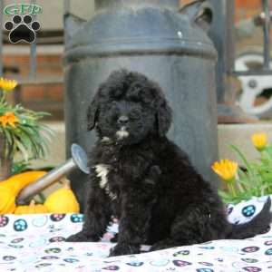 Ashley, Bernedoodle Puppy