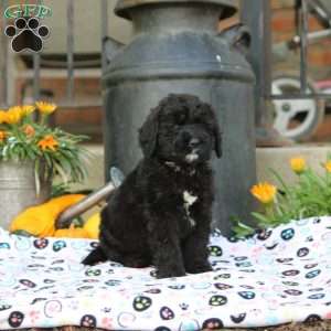 Ashley, Bernedoodle Puppy