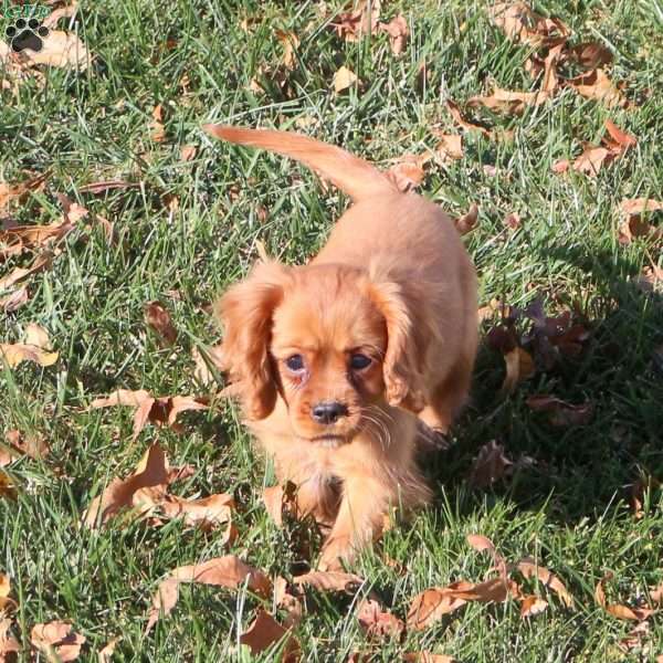 Aspen, Cavalier King Charles Spaniel Puppy