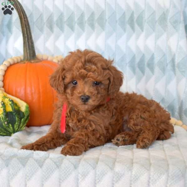 Aspen, Toy Poodle Puppy