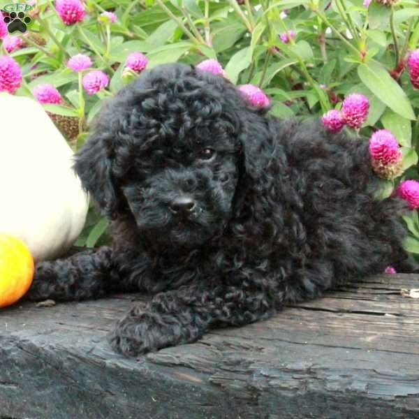 Astrid, Miniature Poodle Puppy