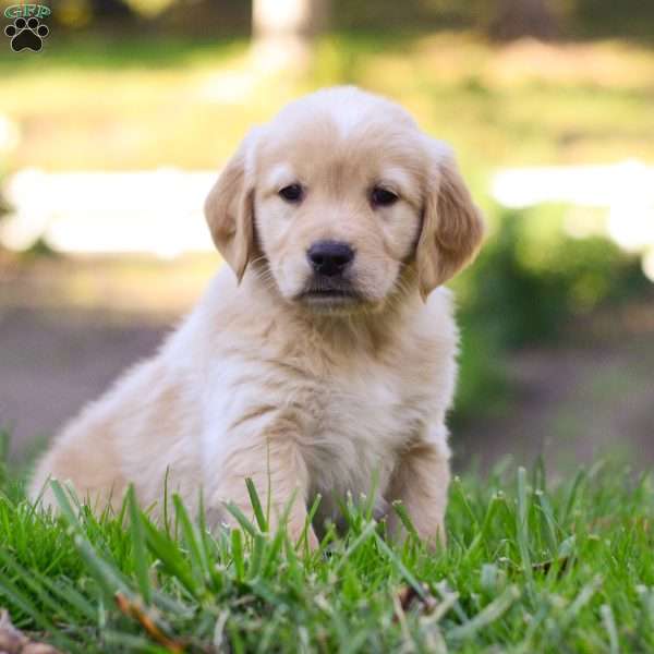 Atlas, Golden Retriever Puppy