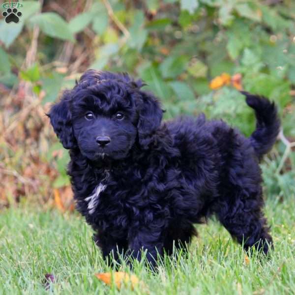 Austin, Mini Goldendoodle Puppy