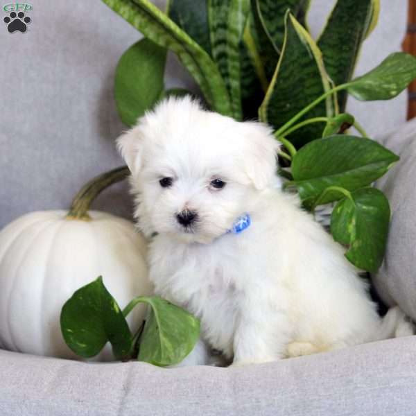 Austin, Maltese Puppy