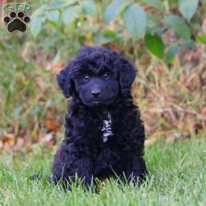 Austin, Mini Goldendoodle Puppy