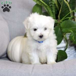 Austin, Maltese Puppy