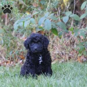 Austin, Mini Goldendoodle Puppy