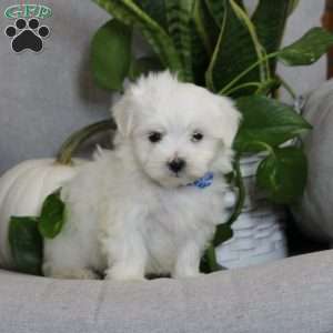 Austin, Maltese Puppy