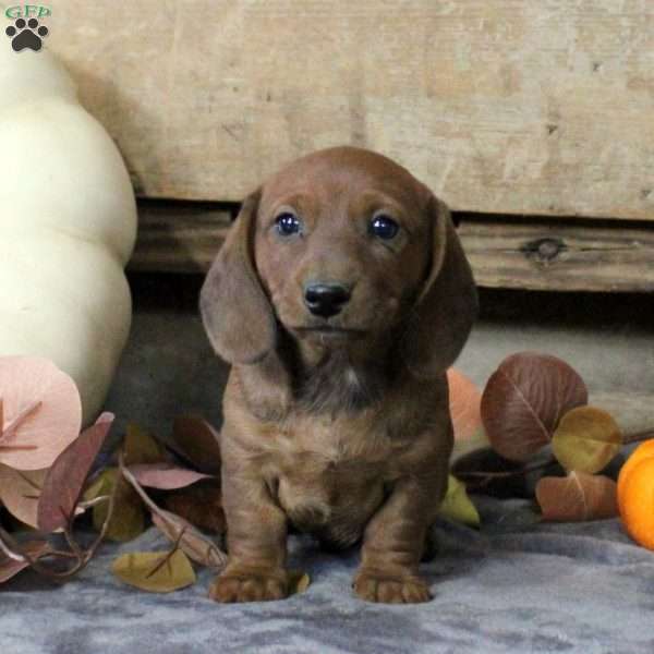 Austin-Mini, Dachshund Puppy