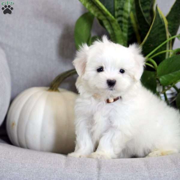 Autumn, Maltese Puppy