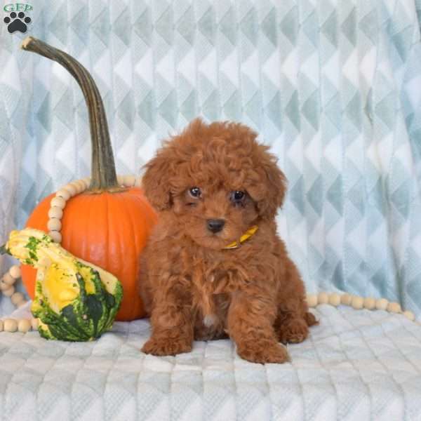 Autumn, Toy Poodle Puppy