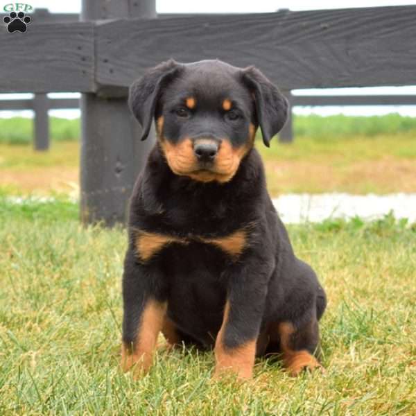 Autumn, Rottweiler Puppy