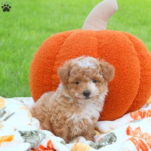 Autumn, Miniature Poodle Puppy