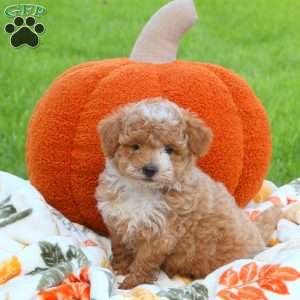 Autumn, Miniature Poodle Puppy