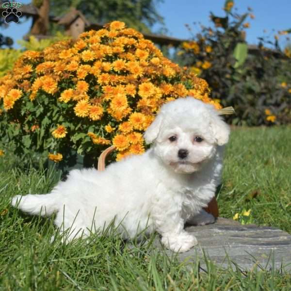 Autumn, Bichon Frise Puppy