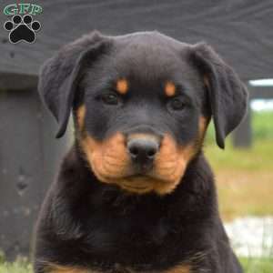 Autumn, Rottweiler Puppy