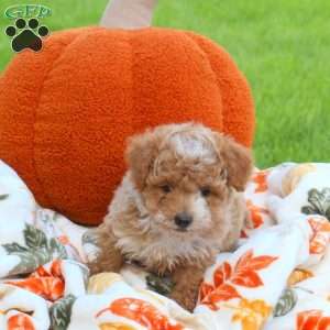 Autumn, Miniature Poodle Puppy