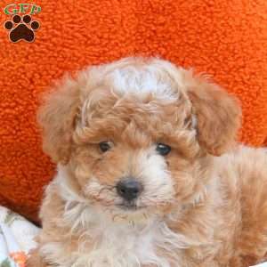 Autumn, Miniature Poodle Puppy