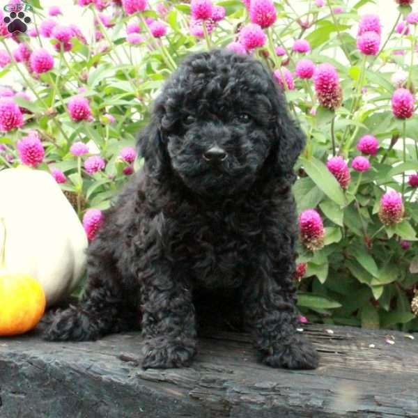 Ava, Miniature Poodle Puppy