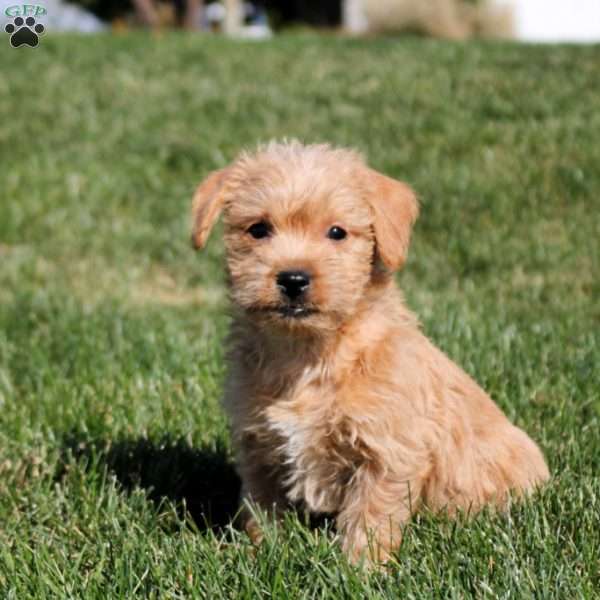 Ava, Westiepoo Puppy