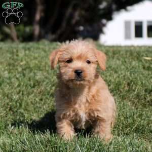 Ava, Westiepoo Puppy