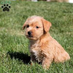 Ava, Westiepoo Puppy