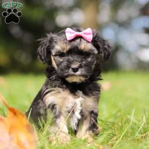 Avery, Yorkie Poo Puppy