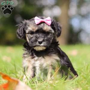 Avery, Yorkie Poo Puppy