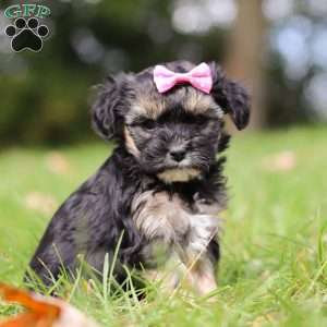 Avery, Yorkie Poo Puppy