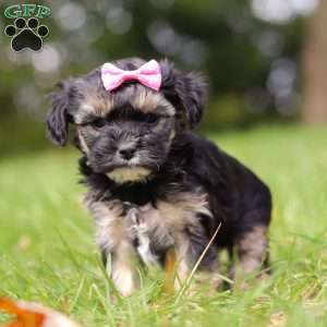 Avery, Yorkie Poo Puppy