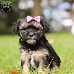 Avery, Yorkie Poo Puppy