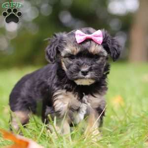 Avery, Yorkie Poo Puppy