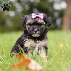 Avery, Yorkie Poo Puppy