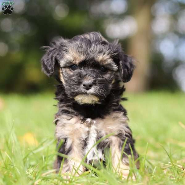 Avery, Yorkie Poo Puppy