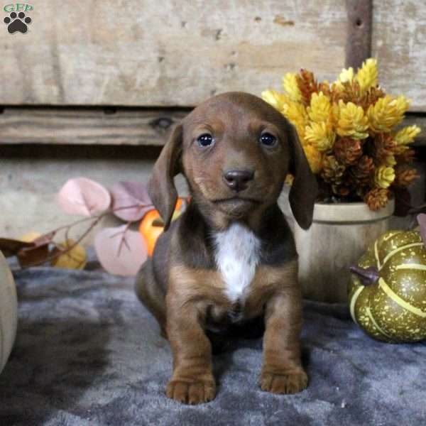 Axel-Mini, Dachshund Puppy