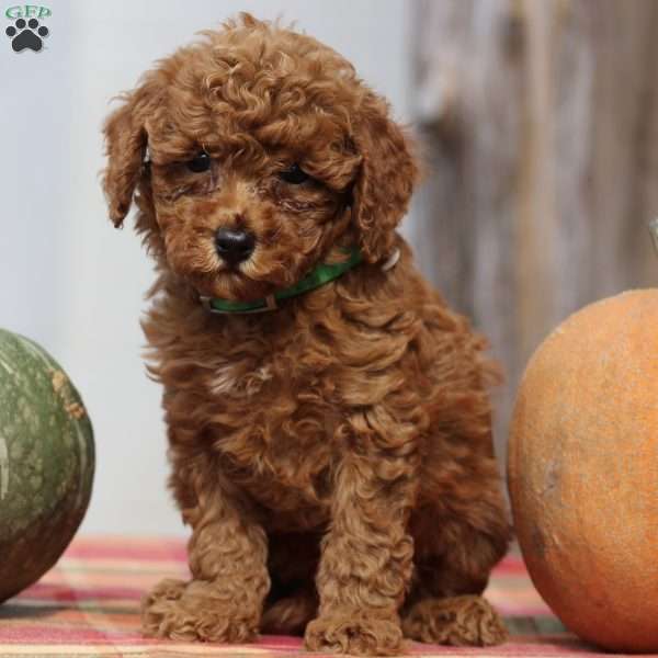 Audry, Mini Goldendoodle Puppy